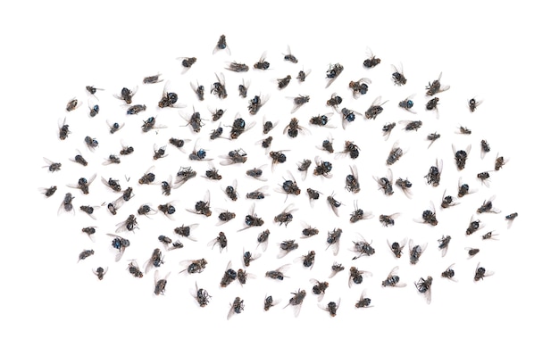Grupo de moscas muertas, aislado en blanco