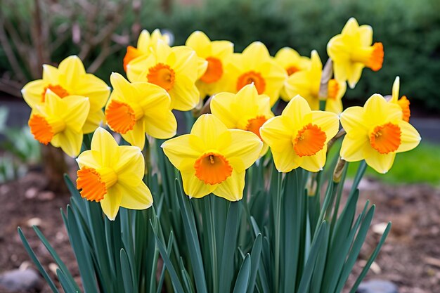 Foto grupo de narcisos amarillos brillantes en el jardín