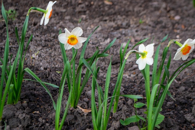 Un grupo de narcisos en un jardín.