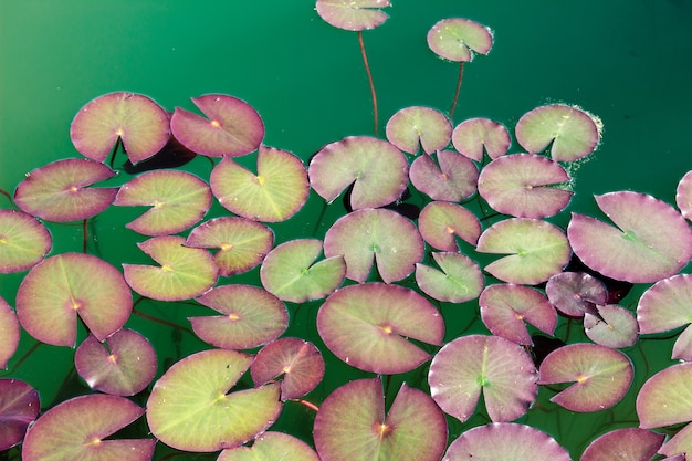 Foto grupo de nenúfares en la superficie de un lago