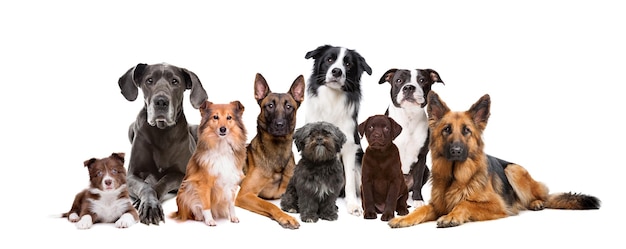 Foto grupo de nueve perros