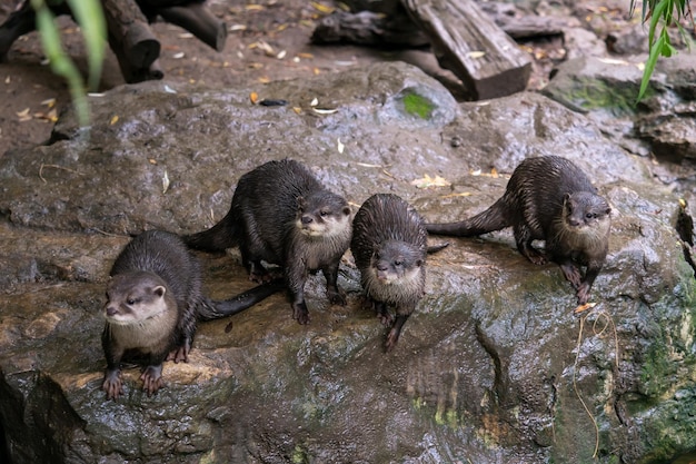 Grupo de nutrias de garras pequeñas orientales Amblonyx cinereus también conocida como la nutria de garras pequeñas asiática