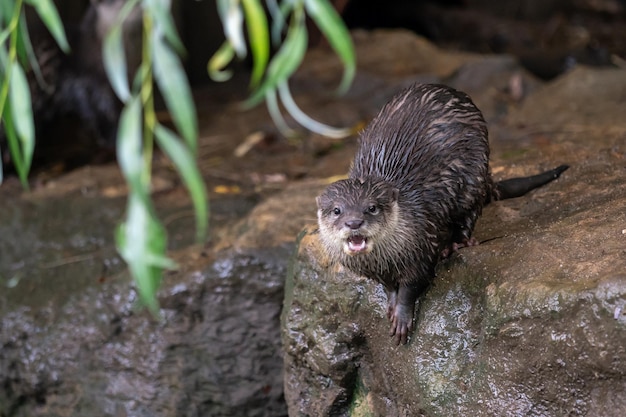 Grupo de nutrias de garras pequeñas orientales Amblonyx cinereus también conocida como la nutria de garras pequeñas asiática