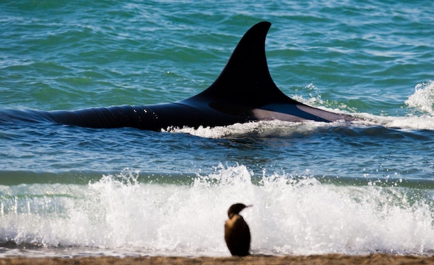 Grupo de orcas en aguas de Península Valdés