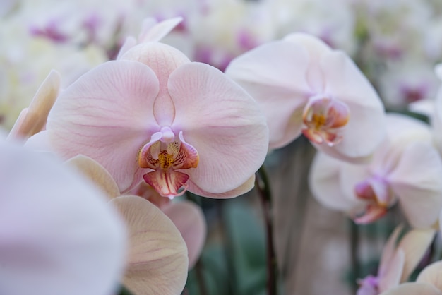 Un grupo de orquídeas de polilla manchadas en flor