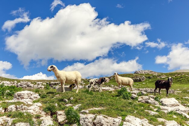 Un grupo de ovejas adultas y jóvenes en una pastura en los Dolomitas italianos