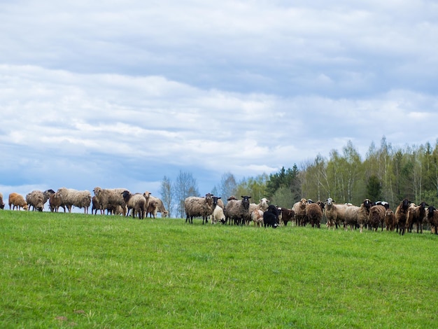 Un grupo de ovejas blancas y negras pastan en un prado verde concepto de ganadería y agricultura