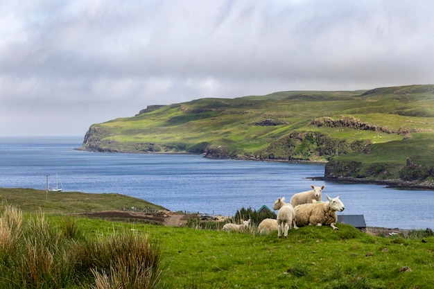 Foto grupo de ovejas descansando en el césped verde isla de skye escocia reino unido