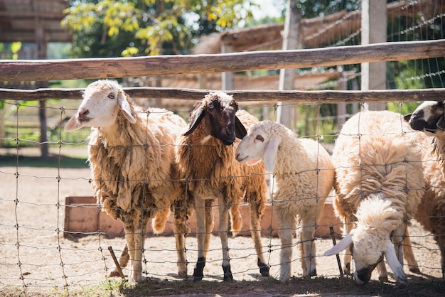 Foto grupo de ovejas en granja