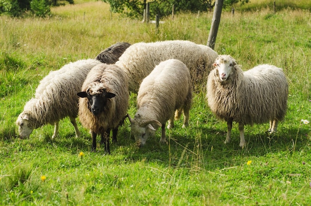 Grupo de ovejas pastando en el fondo verde de la agricultura natural del prado