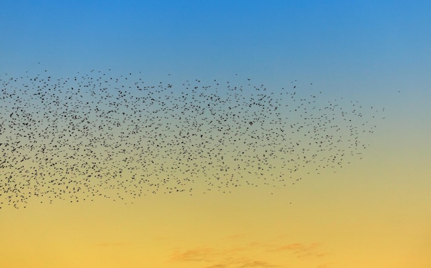 Un grupo de pájaros contra el fondo del cielo amarillo azul vespertino