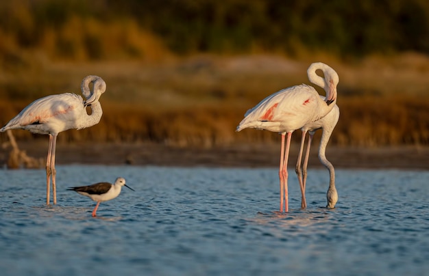 Un grupo de pájaros con una gaviota en el agua.