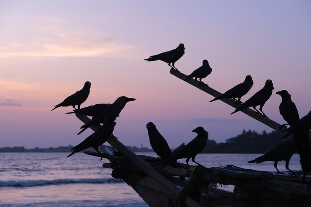 Un grupo de pájaros sentados en un bote contra la vista al mar por la noche