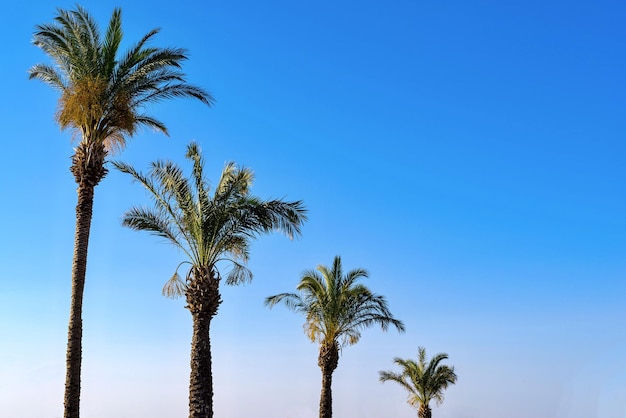 Grupo de palmeras altas y esponjosas en una fila con el telón de fondo de un cielo azul y claro vacío