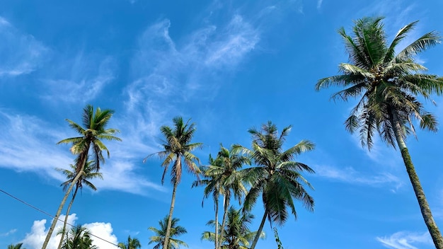 Foto un grupo de palmeras con un cielo azul en el fondo