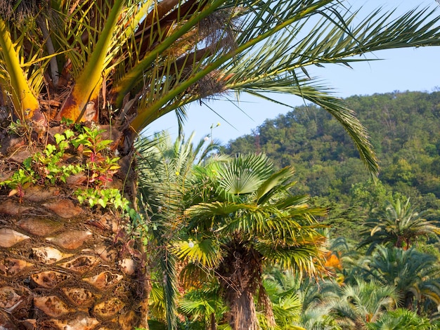 Foto grupo de palmeras contra la montaña en un día soleado