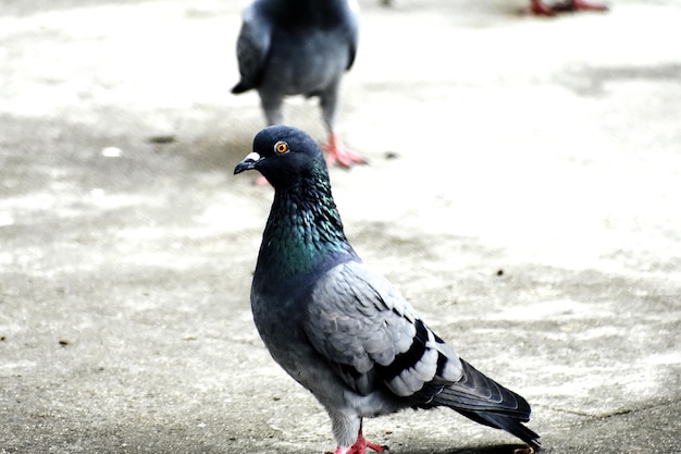 Un grupo de palomas en mi tierra