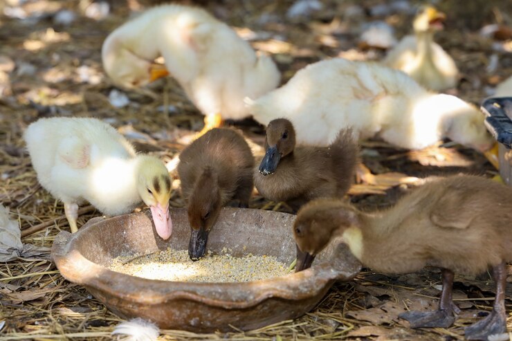 Grupo pato bebé y ganso bebé es comer alimentos en el jardín de la granja en Tailandia