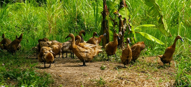 Un grupo de patos en el campo natural.