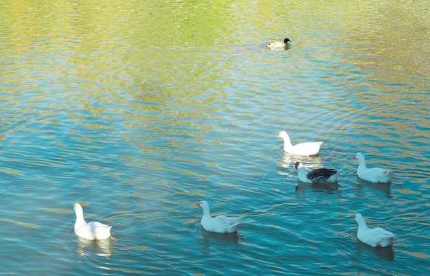 Grupo de patos en un estanque