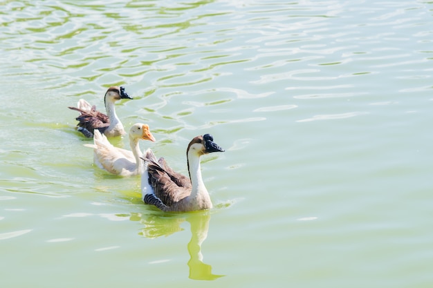 Un grupo de patos flotando en el agua.