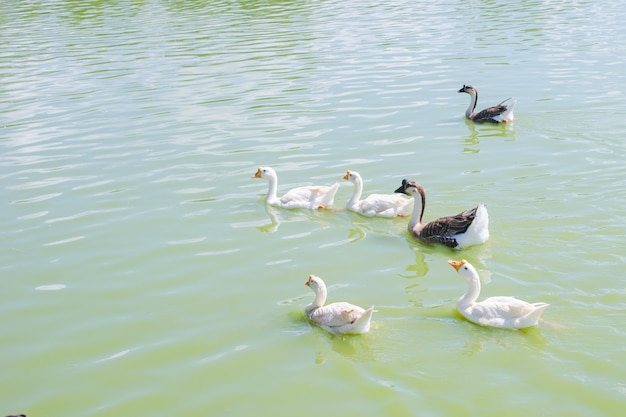 Un grupo de patos flotando en el agua.