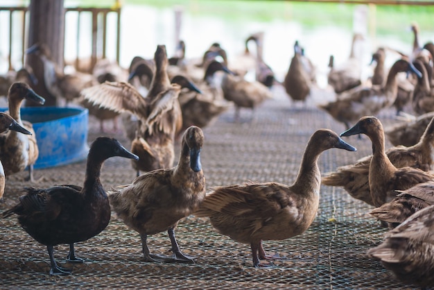 Grupo de patos en granja, agricultura tradicional