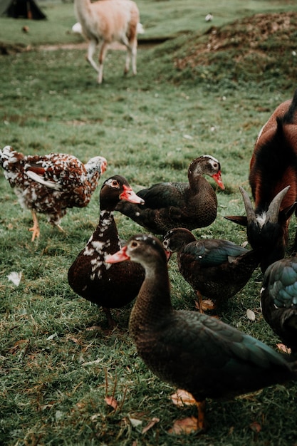 Grupo de patos marrones en un parque