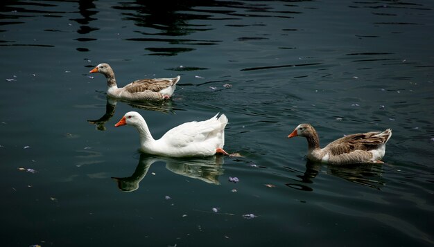 Grupo de patos nadando en un lago en Chapultepec en la Ciudad de México