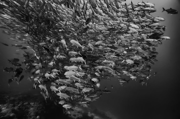 grupo de peces blancos negros / diseño de carteles de naturaleza submarina