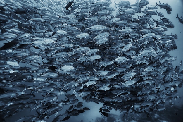 grupo de peces blancos negros / diseño de carteles de naturaleza submarina