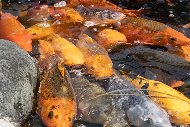 Grupo de peces dorados con la boca abierta espera para alimentarse en el estanque