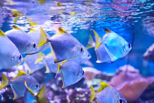 Un grupo de peces nada en aguas poco profundas hermosos peces con aletas amarillas mundo submarino