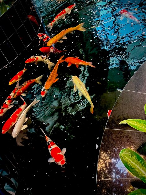 Un grupo de peces nadando en un estanque con una planta verde al lado