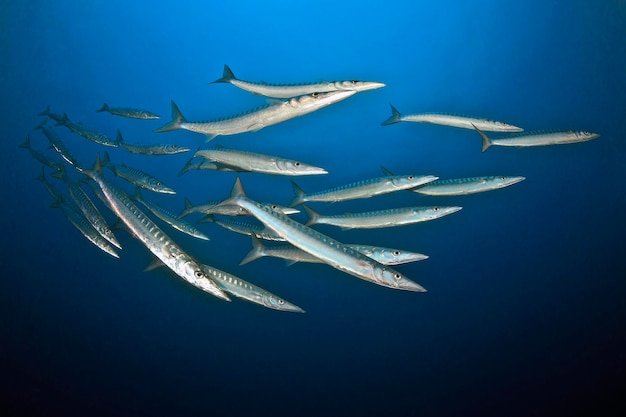 Foto un grupo de peces nadando en el océano.