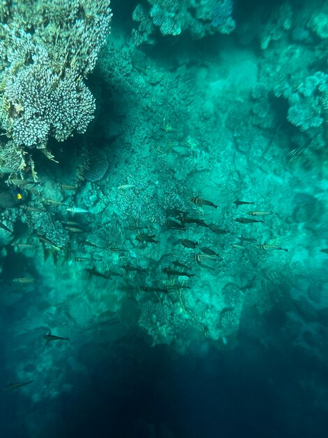 Un grupo de peces nadando en el océano.