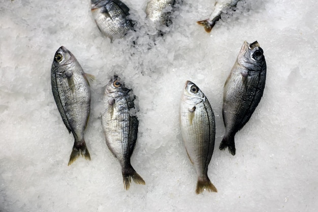 un grupo de peces que están en el hielo