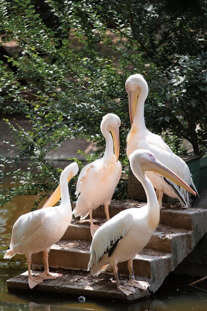 Grupo de pelícanos al aire libre