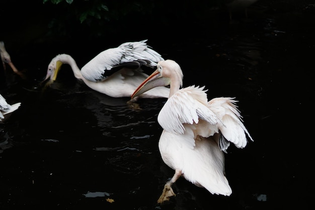 Grupo de pelícanos nadando en un lago