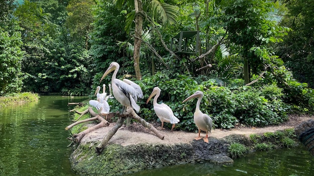 Un grupo de pelícanos se paran sobre una roca en un zoológico.