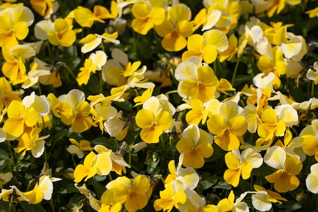 grupo de pensamientos amarillos flores