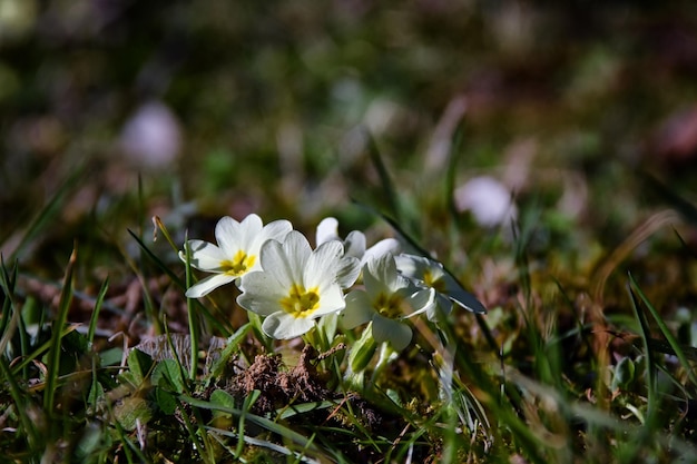 Un grupo de pequeñas flores blancas con centros amarillos están creciendo en la hierba