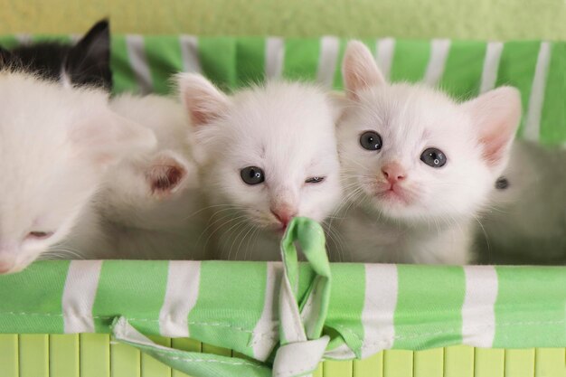 Un grupo de pequeños gatitos en una caja verde.