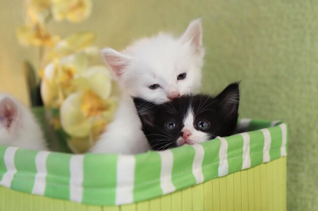 Un grupo de pequeños gatitos en una caja verde.