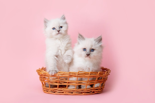 Un grupo de pequeños gatitos de la raza Neva en una canasta sobre un fondo rosa