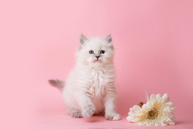 Un grupo de pequeños gatitos de la raza Neva con flores sobre un fondo rosa