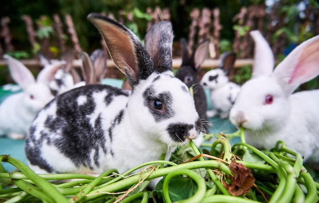 grupo de pequeños y lindos conejos comiendo hierba