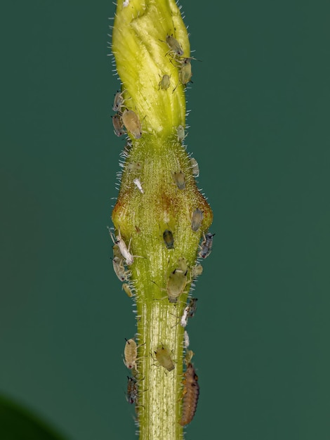 Grupo de pequeños pulgones verdes