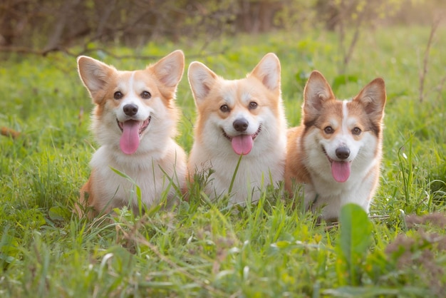 Un grupo de perros corgi galeses en un paseo de primavera en la hierba mirando