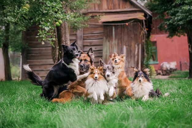 Grupo de perros jugando juntos